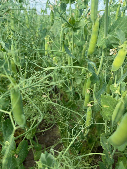 Carver Yellow Peas